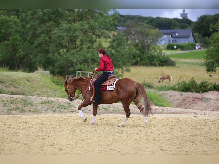 Caballo cuarto de milla Yegua 9 años 147 cm Alazán in Rhede