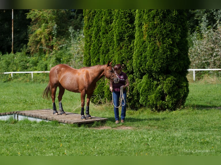 Caballo cuarto de milla Yegua 9 años 147 cm Alazán in Rhede