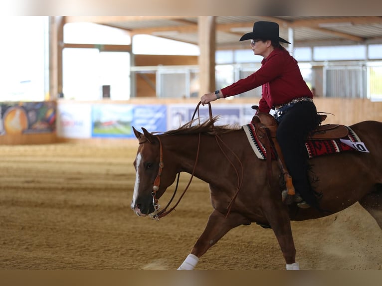 Caballo cuarto de milla Yegua 9 años 147 cm Alazán in Rhede