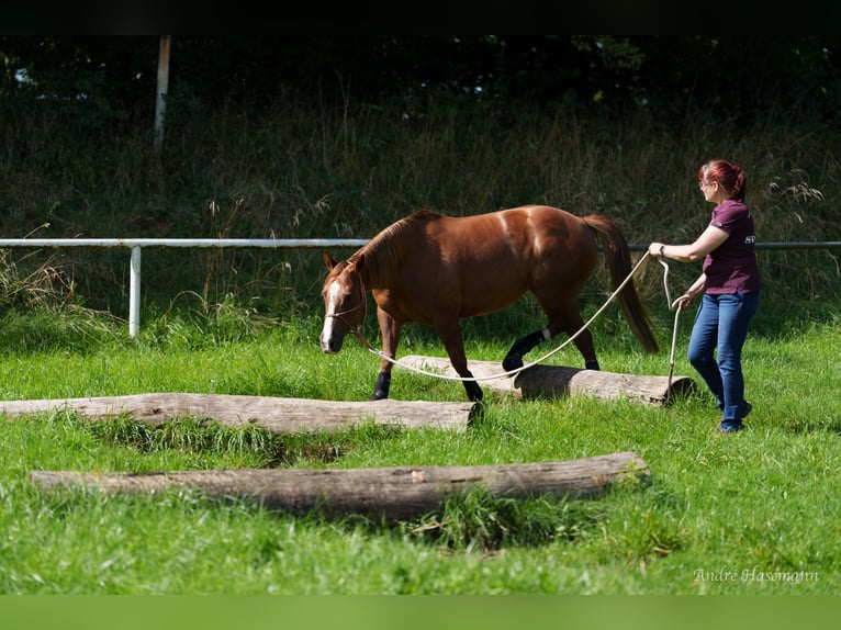 Caballo cuarto de milla Yegua 9 años 147 cm Alazán in Rhede