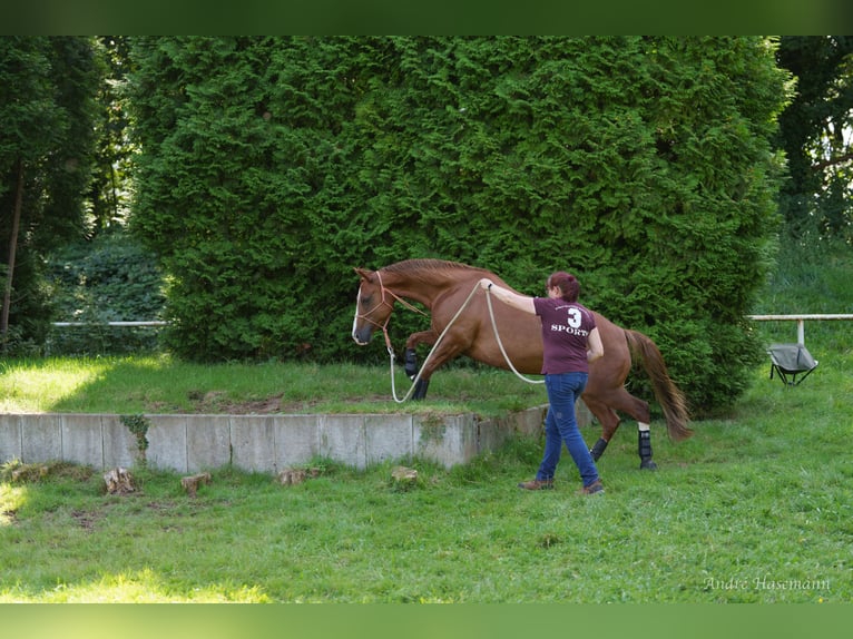 Caballo cuarto de milla Yegua 9 años 147 cm Alazán in Rhede