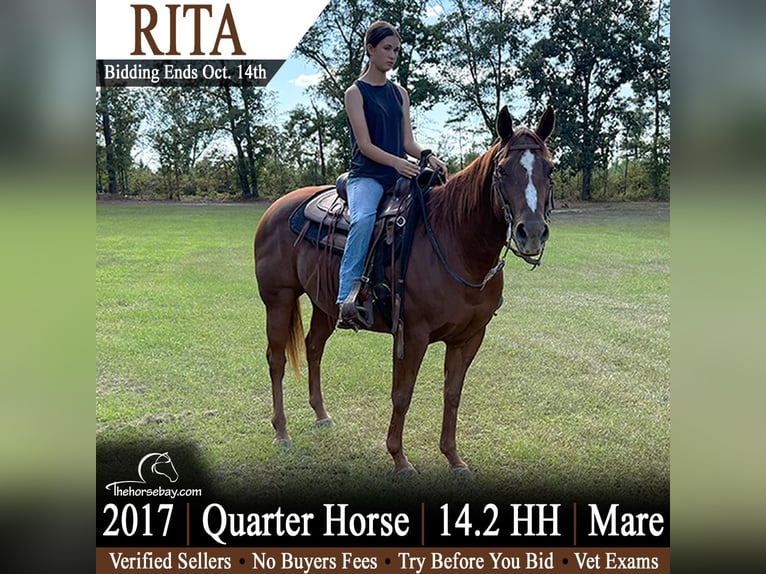 Caballo cuarto de milla Yegua 9 años 147 cm Alazán rojizo in Conway, SC