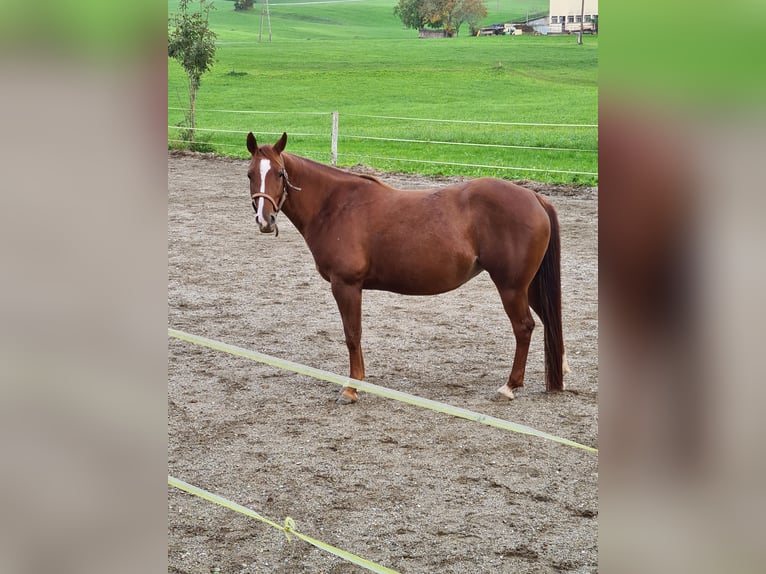 Caballo cuarto de milla Yegua 9 años 148 cm Alazán in 5166 Perwang am Grabensee
