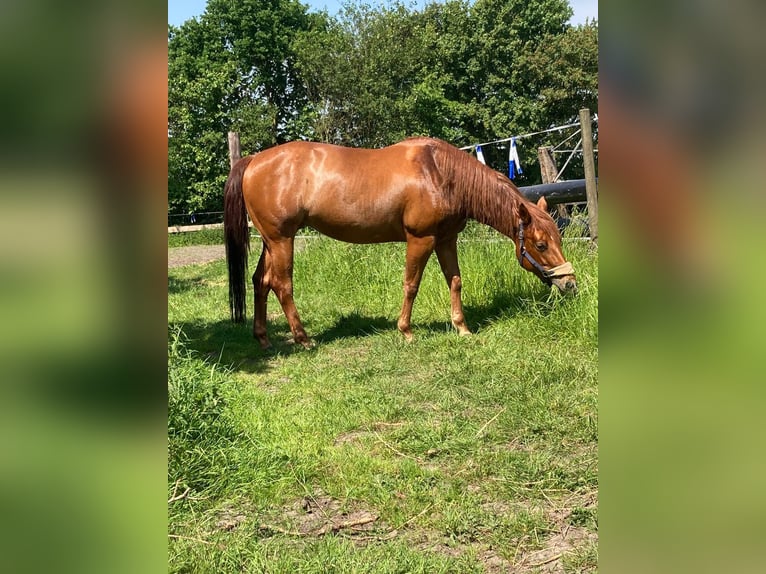Caballo cuarto de milla Yegua 9 años 150 cm Alazán in Moorweg