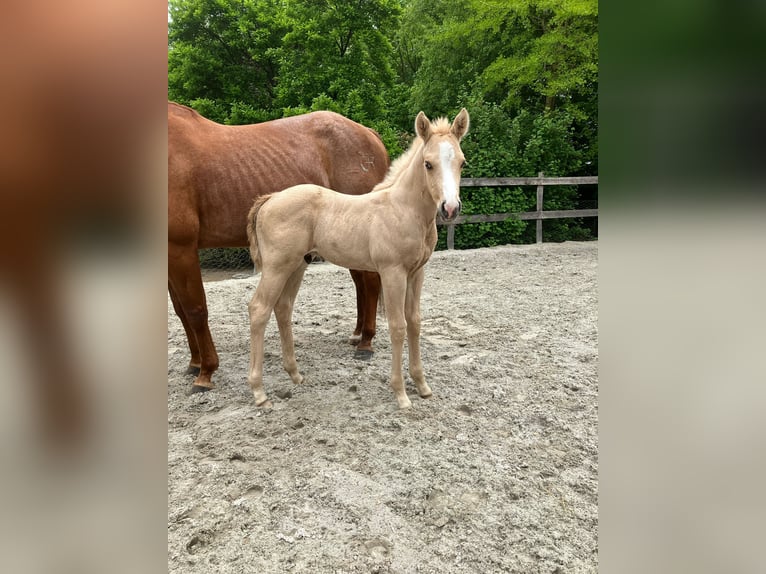 Caballo cuarto de milla Yegua 9 años 150 cm Alazán in Moorweg