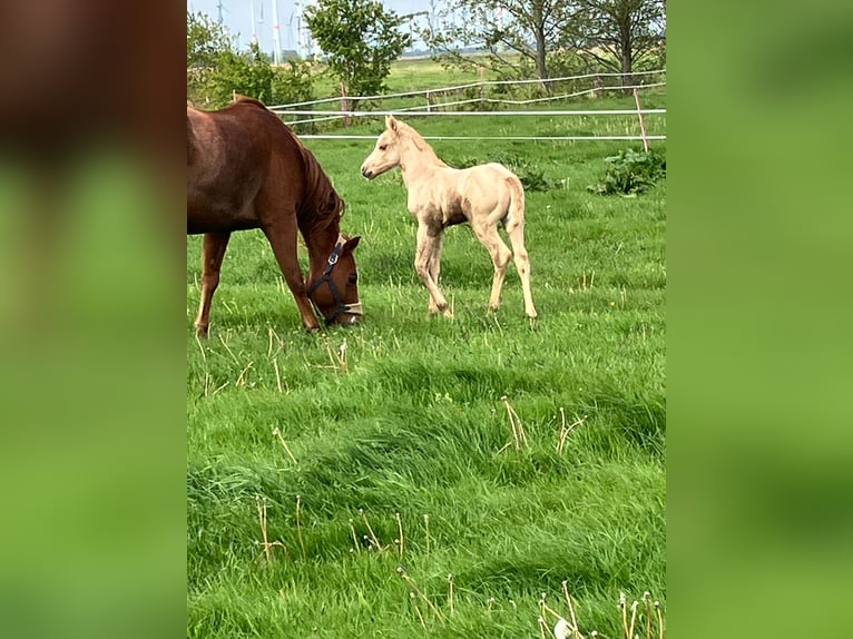 Caballo cuarto de milla Yegua 9 años 150 cm Alazán in Moorweg