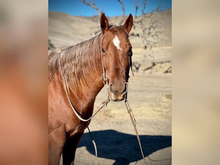 Caballo cuarto de milla Yegua 9 años 150 cm Alazán-tostado in Bitterwater CA