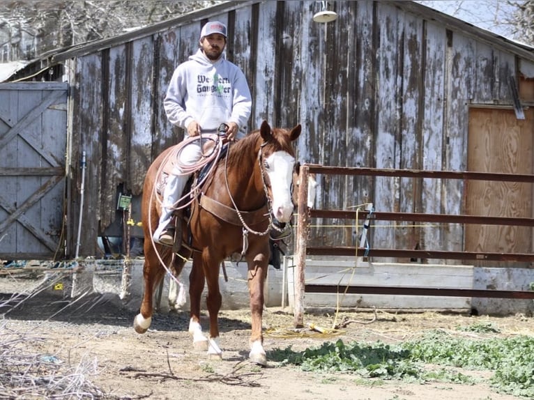 Caballo cuarto de milla Yegua 9 años 150 cm Alazán-tostado in Paicines CA
