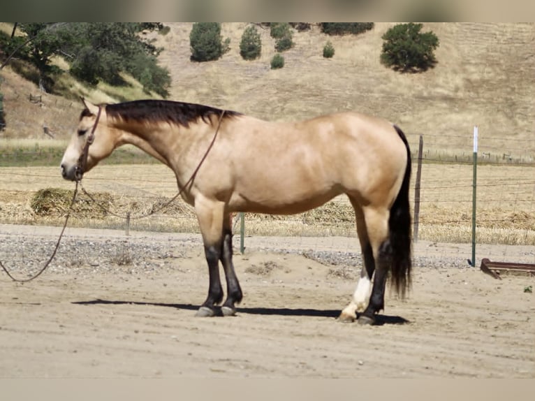 Caballo cuarto de milla Yegua 9 años 150 cm Buckskin/Bayo in Tres Pinos