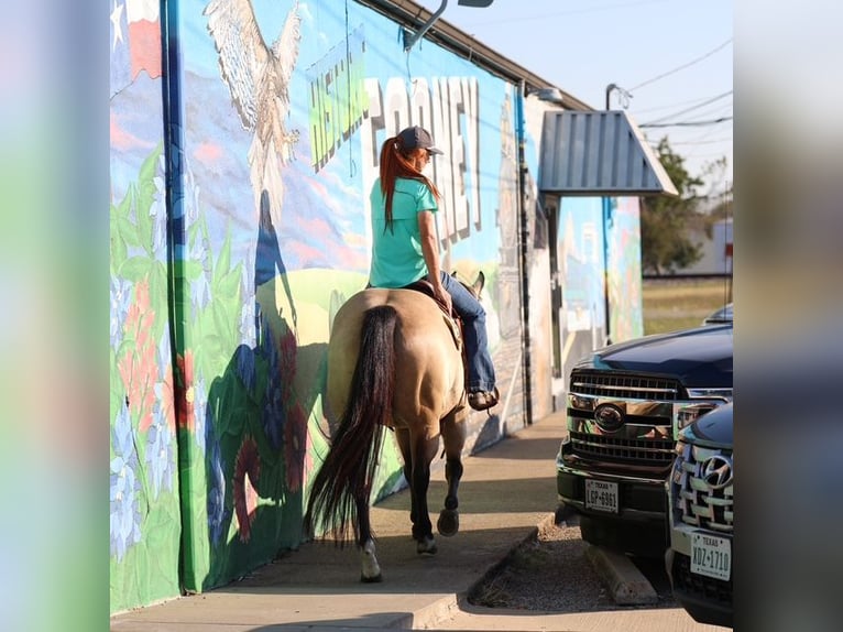 Caballo cuarto de milla Yegua 9 años 150 cm Buckskin/Bayo in Forney