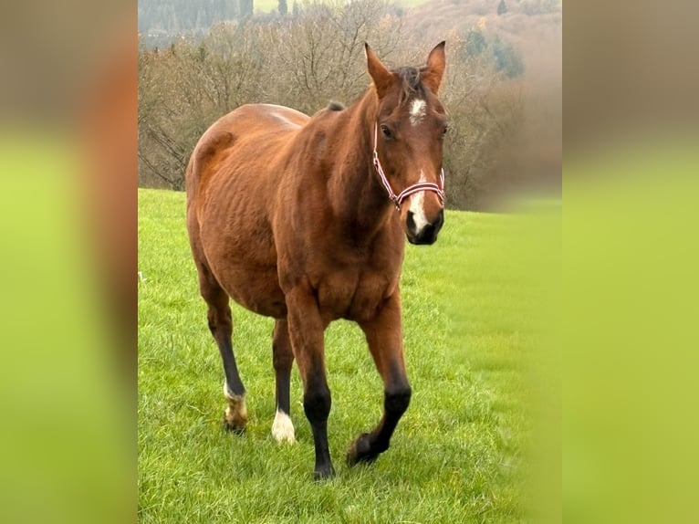 Caballo cuarto de milla Yegua 9 años 150 cm Castaño in Euskirchen