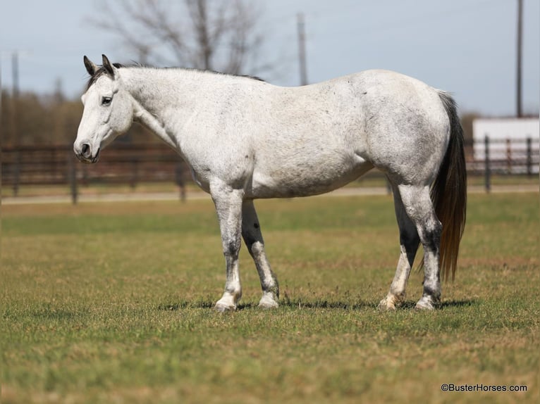 Caballo cuarto de milla Yegua 9 años 150 cm Tordo in Weatherford TX