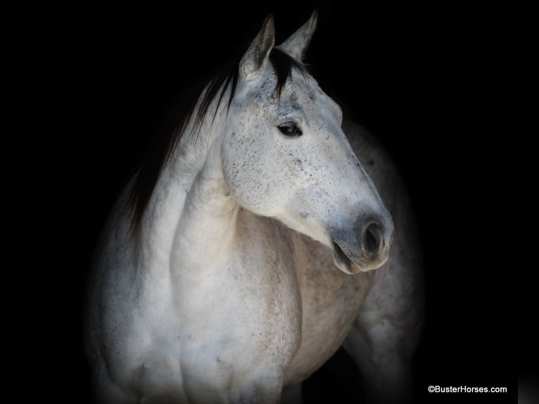 Caballo cuarto de milla Yegua 9 años 150 cm Tordo in Weatherford TX