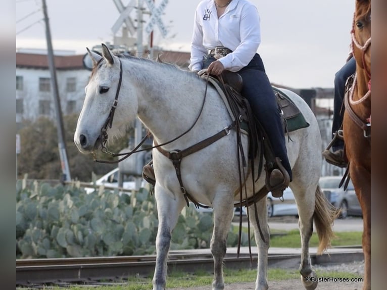 Caballo cuarto de milla Yegua 9 años 150 cm Tordo in Weatherford TX