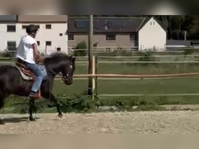 Caballo cuarto de milla Yegua 9 años 150 cm  in Zwingenberg