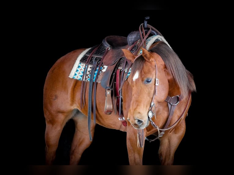 Caballo cuarto de milla Yegua 9 años 152 cm Alazán rojizo in Clarion