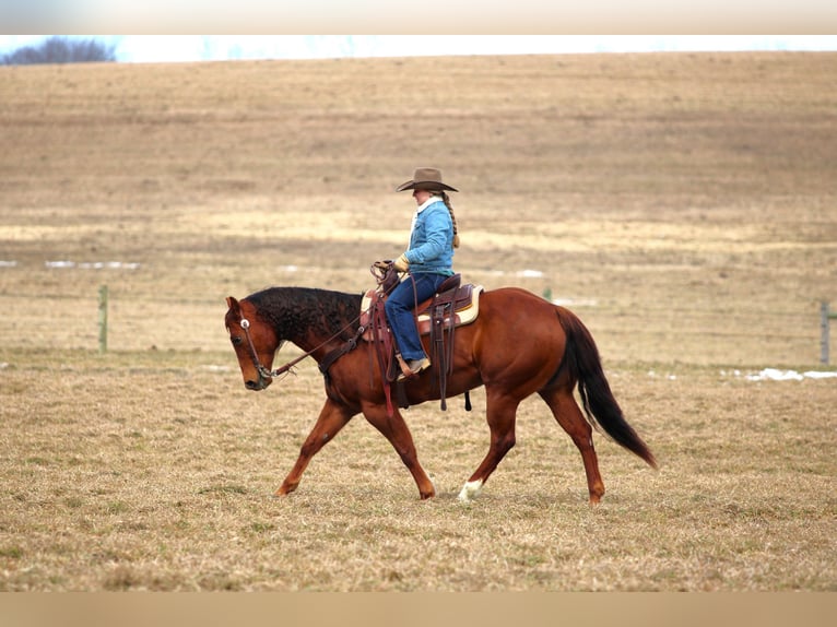 Caballo cuarto de milla Yegua 9 años 152 cm Alazán rojizo in Clarion