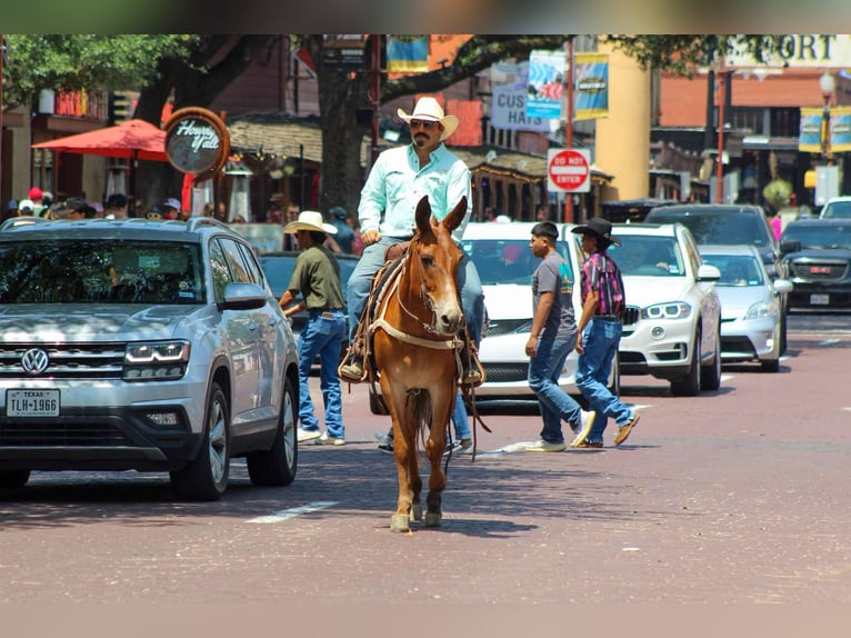 Caballo cuarto de milla Yegua 9 años 152 cm Alazán-tostado in Stephenville TX