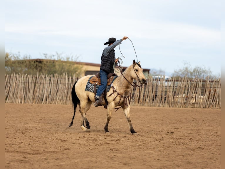 Caballo cuarto de milla Yegua 9 años 152 cm Buckskin/Bayo in Wickenburg