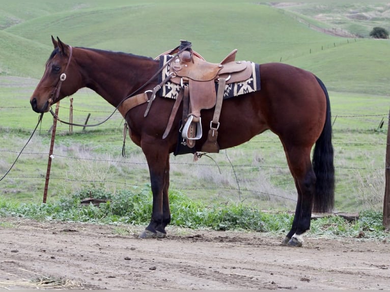 Caballo cuarto de milla Yegua 9 años 152 cm Castaño rojizo in Paicines CA