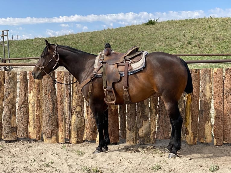 Caballo cuarto de milla Yegua 9 años 152 cm Castaño rojizo in Thedford, NE