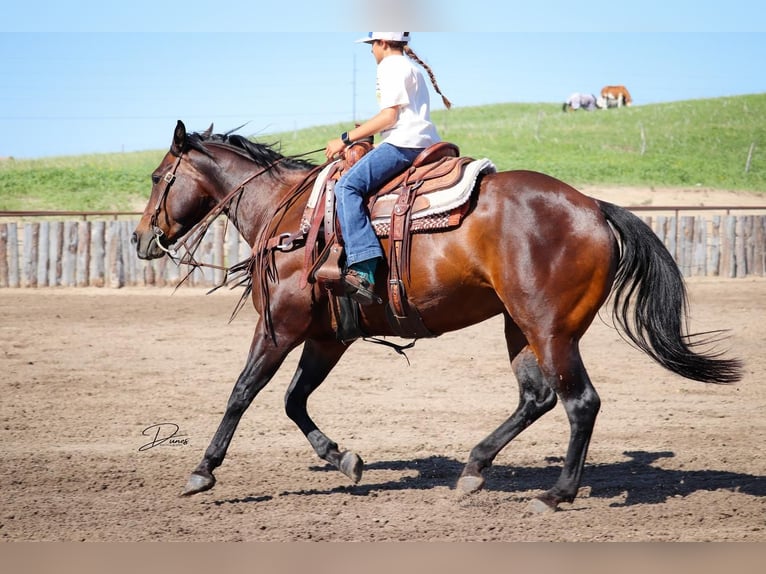 Caballo cuarto de milla Yegua 9 años 152 cm Castaño rojizo in Thedford, NE