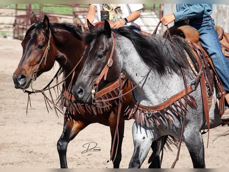 Caballo cuarto de milla Yegua 9 años 152 cm Castaño rojizo in Thedford, NE
