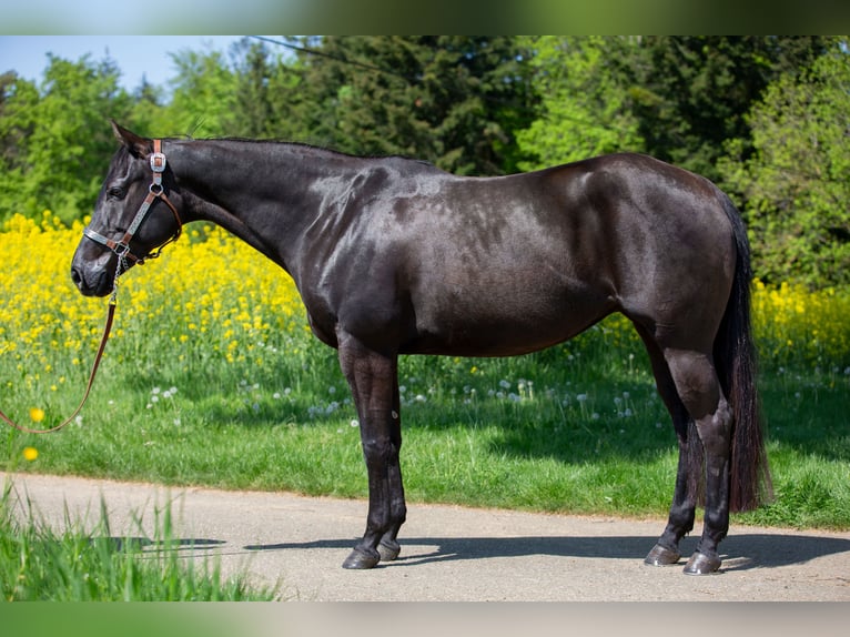 Caballo cuarto de milla Yegua 9 años 152 cm Negro in Kaisersbach