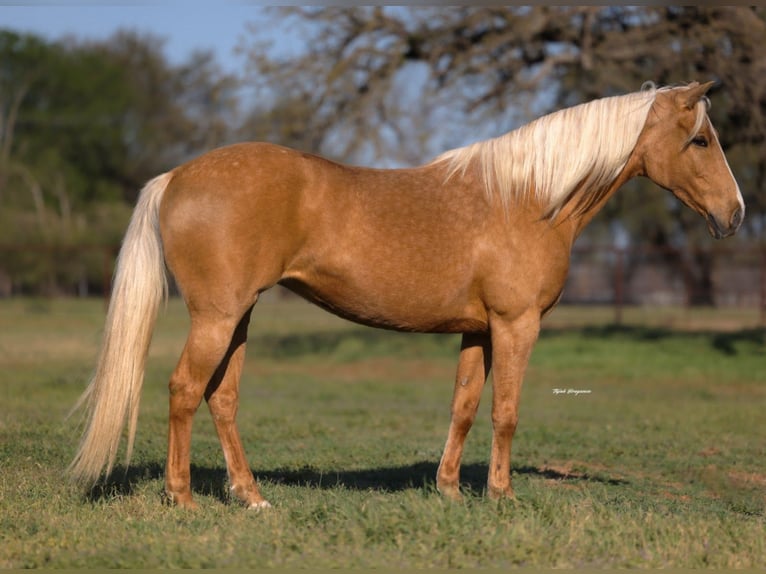 Caballo cuarto de milla Yegua 9 años 152 cm Palomino in Edmond