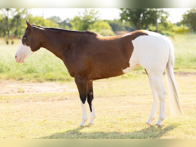 Caballo cuarto de milla Mestizo Yegua 9 años 152 cm Pío in Dublin