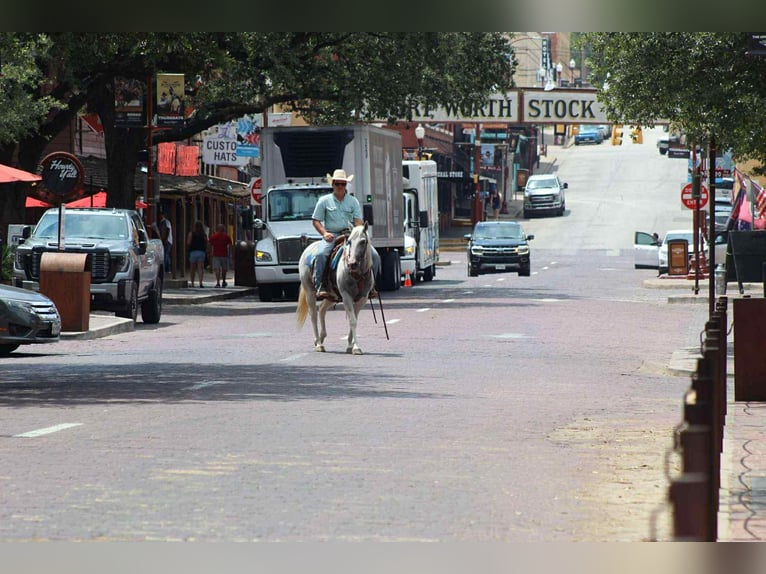 Caballo cuarto de milla Yegua 9 años 152 cm Tobiano-todas las-capas in Stephenville TX