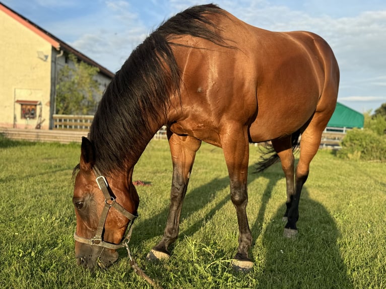 Caballo cuarto de milla Yegua 9 años 153 cm Castaño in Reibitz