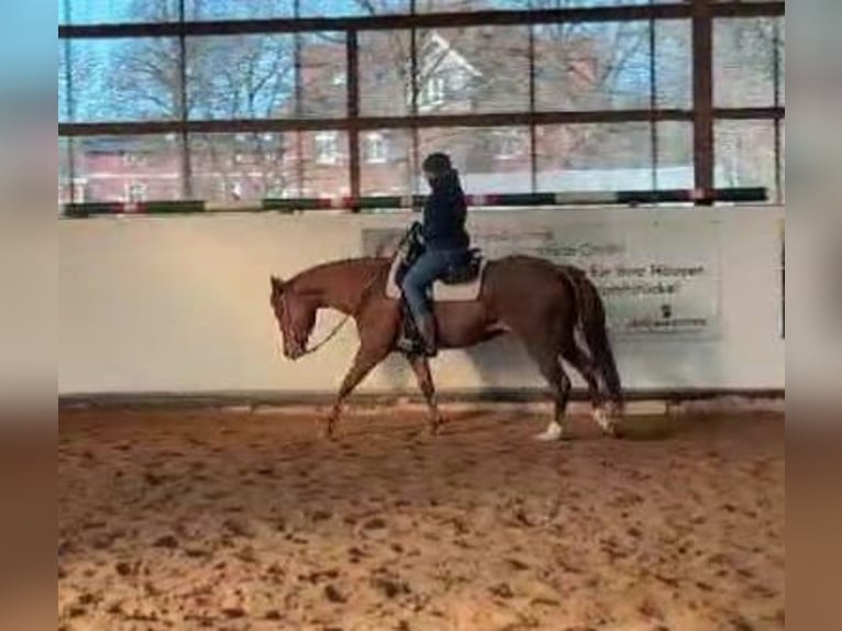 Caballo cuarto de milla Yegua 9 años 155 cm Alazán-tostado in Großbeeren