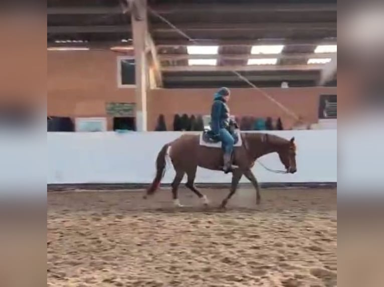 Caballo cuarto de milla Yegua 9 años 155 cm Alazán-tostado in Großbeeren