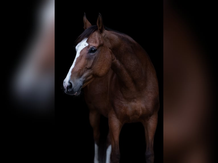 Caballo cuarto de milla Yegua 9 años 160 cm Castaño in Stöckse