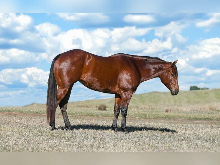 Caballo cuarto de milla Yegua 9 años 160 cm Castaño rojizo in Canistota