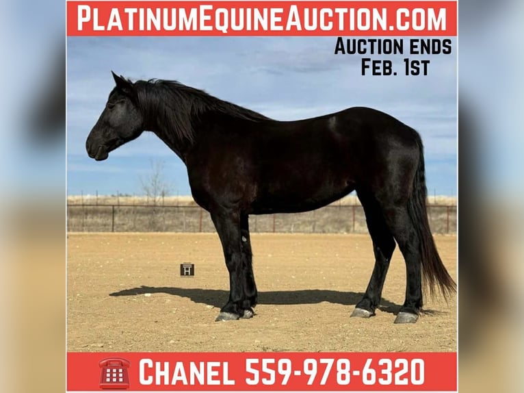 Caballo cuarto de milla Yegua 9 años 163 cm Negro in Weatherford TX