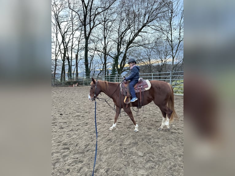 Caballo cuarto de milla Yegua 9 años Alazán in Steinen