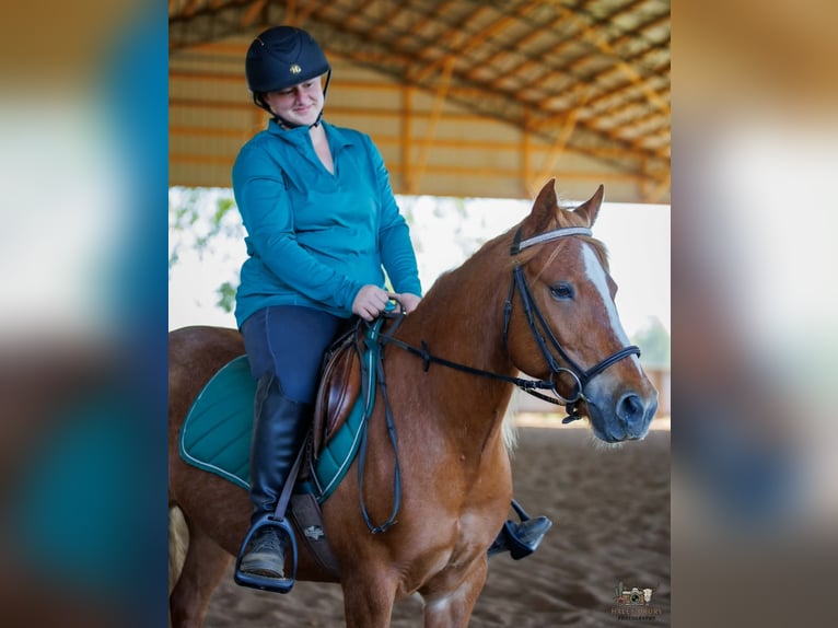 Caballo cuarto de milla Mestizo Yegua 9 años Alazán rojizo in Auburn