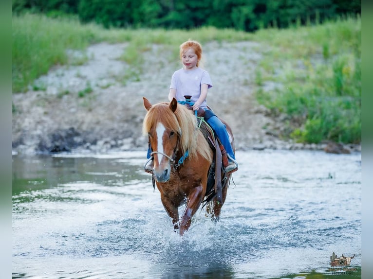 Caballo cuarto de milla Mestizo Yegua 9 años Alazán rojizo in Auburn