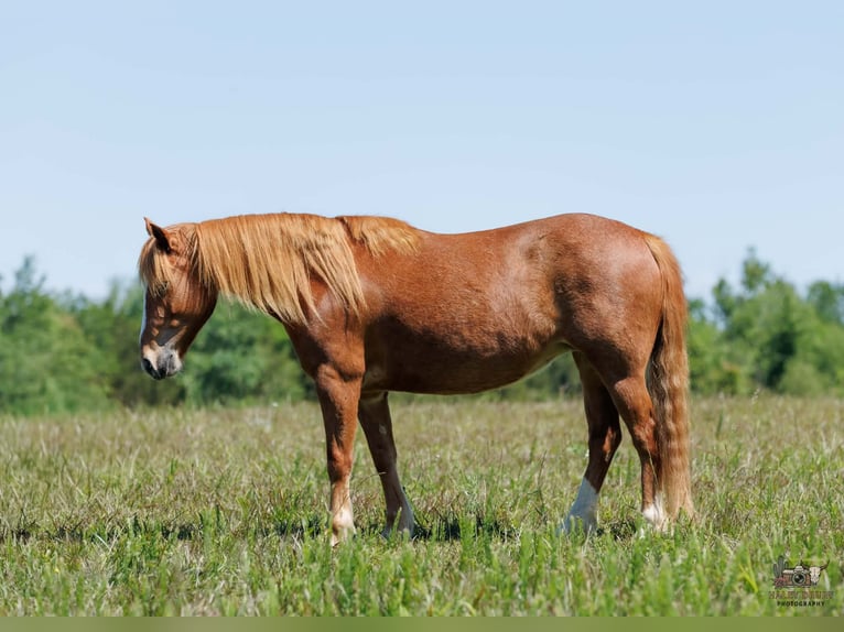 Caballo cuarto de milla Mestizo Yegua 9 años Alazán rojizo in Auburn