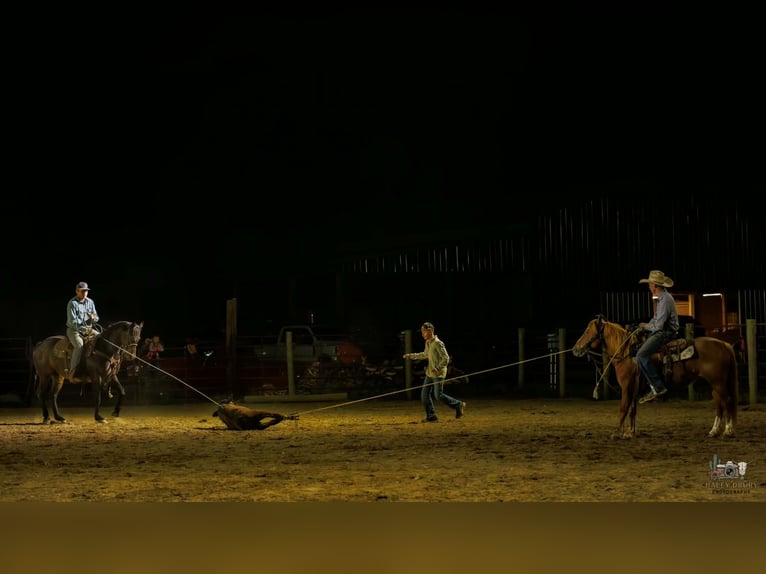 Caballo cuarto de milla Mestizo Yegua 9 años Alazán rojizo in Auburn