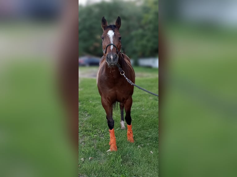 Caballo cuarto de milla Mestizo Yegua 9 años Castaño oscuro in Muskego