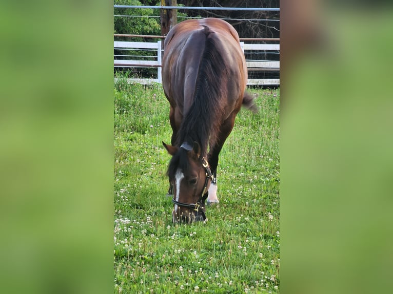 Caballo cuarto de milla Mestizo Yegua 9 años Castaño oscuro in Muskego