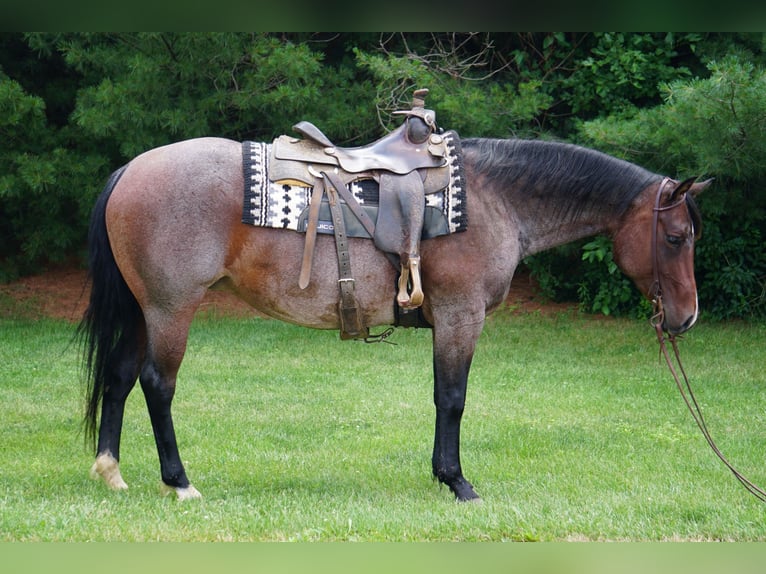 Caballo cuarto de milla Yegua 9 años Castaño-ruano in La Porte