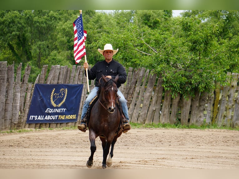 Caballo cuarto de milla Yegua 9 años Castaño-ruano in La Porte