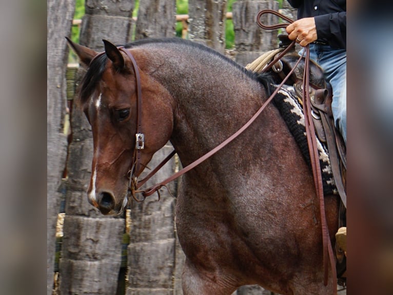 Caballo cuarto de milla Yegua 9 años Castaño-ruano in La Porte