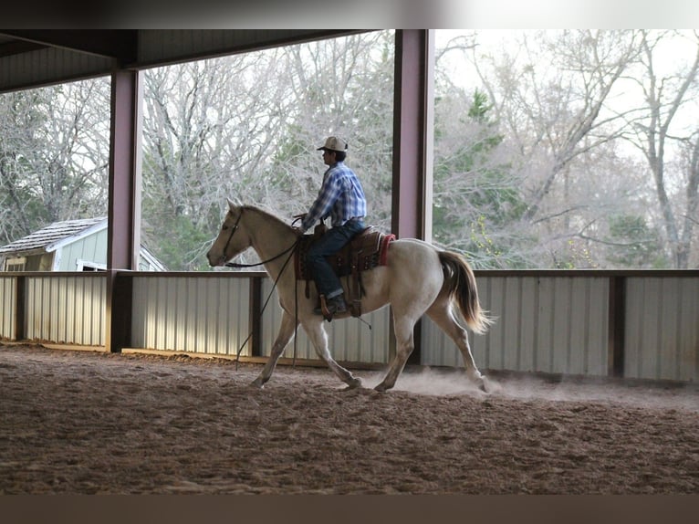 Caballo cuarto de milla Yegua 9 años Champán in Plano