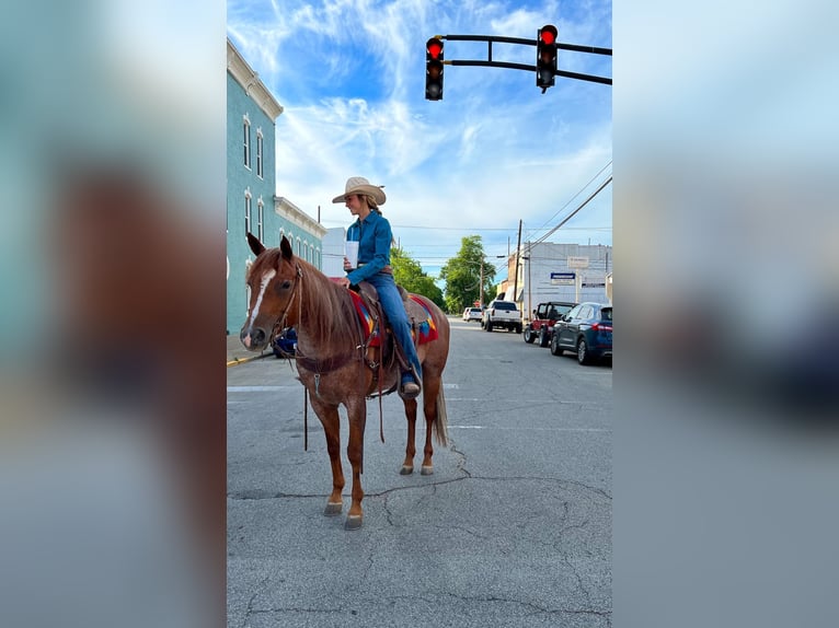 Caballo cuarto de milla Yegua 9 años Ruano alazán in Dennison IL