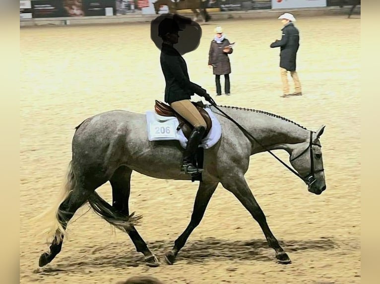 Caballo cuarto de milla Yegua 9 años Tordo in Uedem